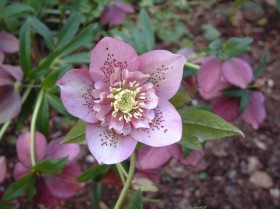 Hellebore Collection Photo 6