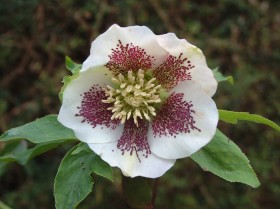 Hellebore Collection Photo 15