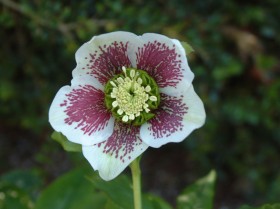 Hellebore Collection Photo 20