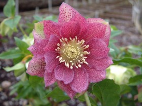 Hellebore Collection Photo 25