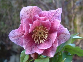 Hellebore Collection Photo 30